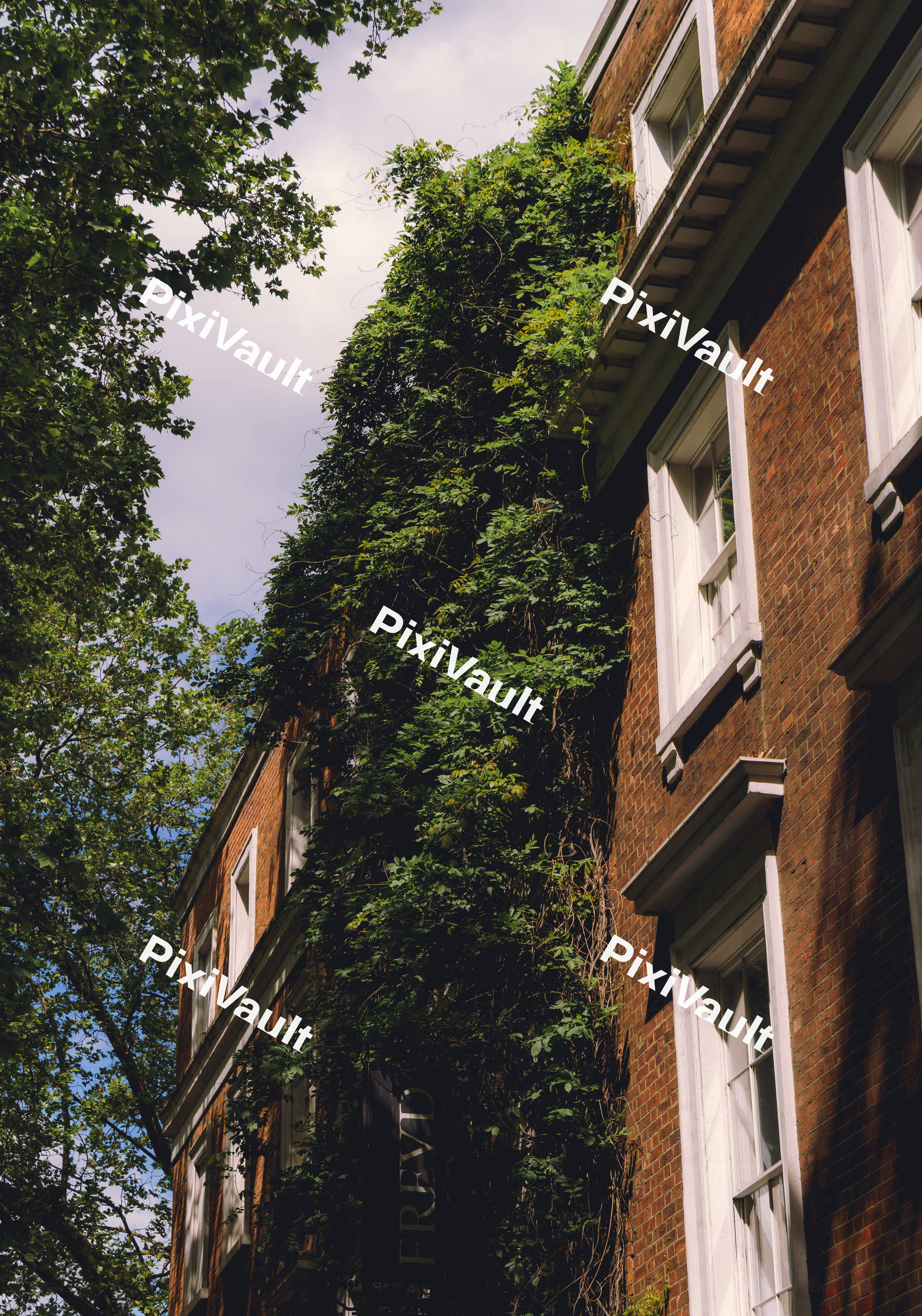 Foliage On A Building